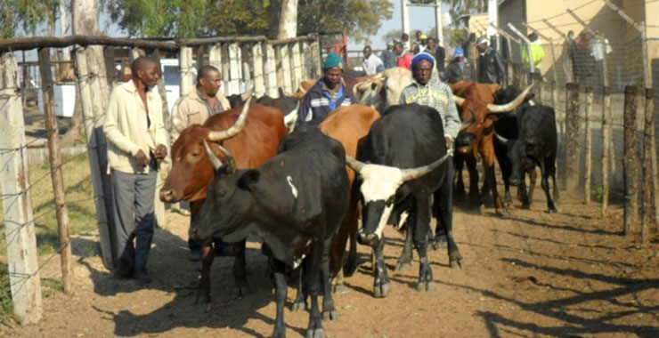 ‘Musatenge mishonga yemumukoto’