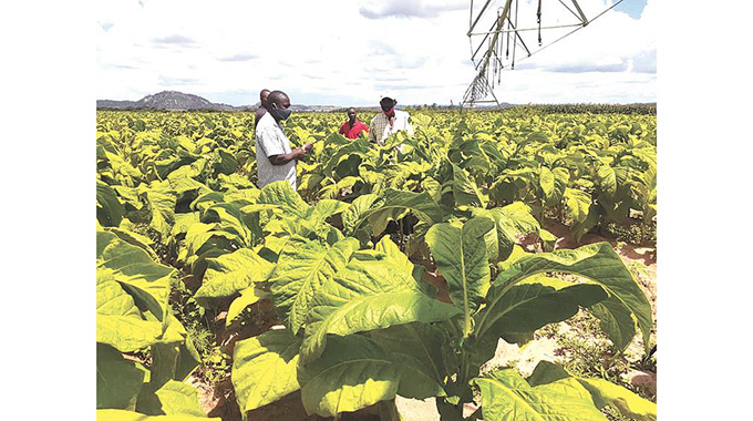 Pilot tobacco project pays off