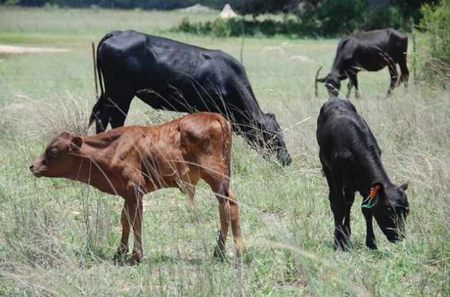 All livestock including sheep and donkeys should be considered in drought mitigation efforts. While cattle in other parts of the country are dying others have more than enough pasture
