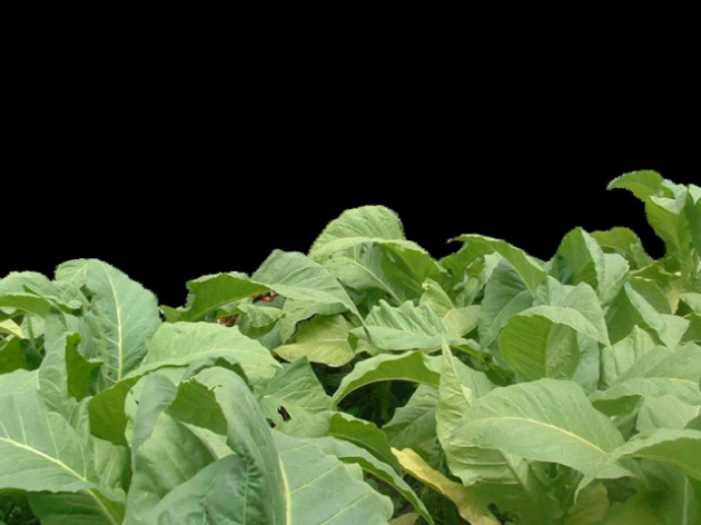 Seed sale statistics released by the Tobacco Research Board show that until May 27, 97 495kg of seed had been moved compared to 305 200kg moved last year