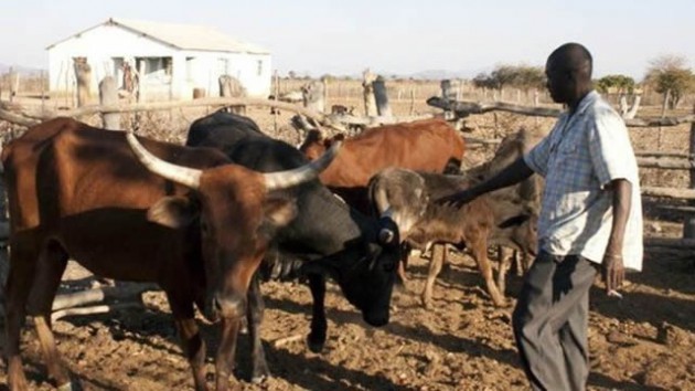 0303-1-1-_71441229_CATTLE4