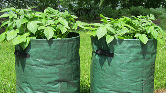 Maintaining your flower pot garden is essential