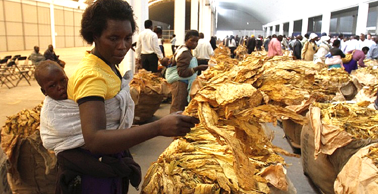 Fodya ye$592m yakatengeswa
