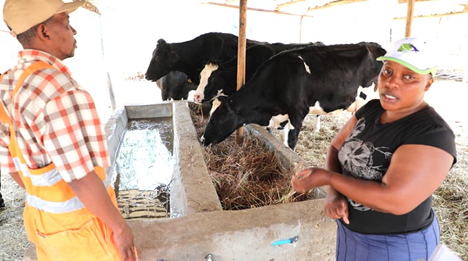 Govt distributes dairy cows in Chipinge