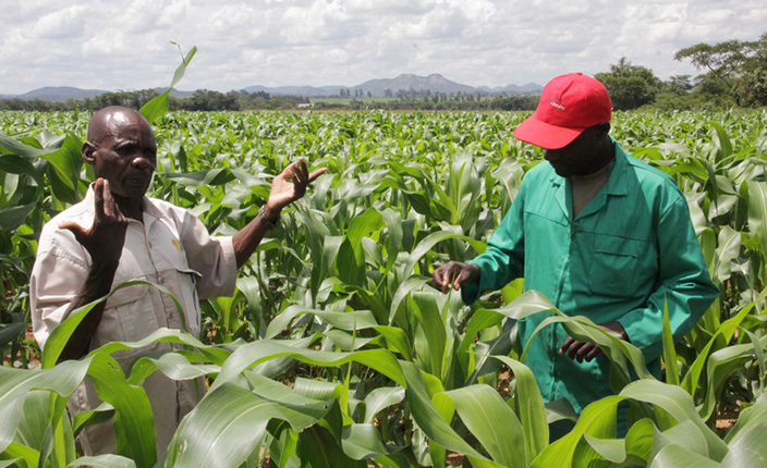 ‘Tinokohwa pakuru neCommand Agriculture’