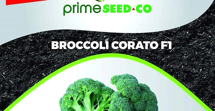 Kurima Broccoli zvine hunyanzvi
