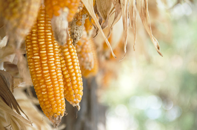 Keeping pace with climate change in crop development