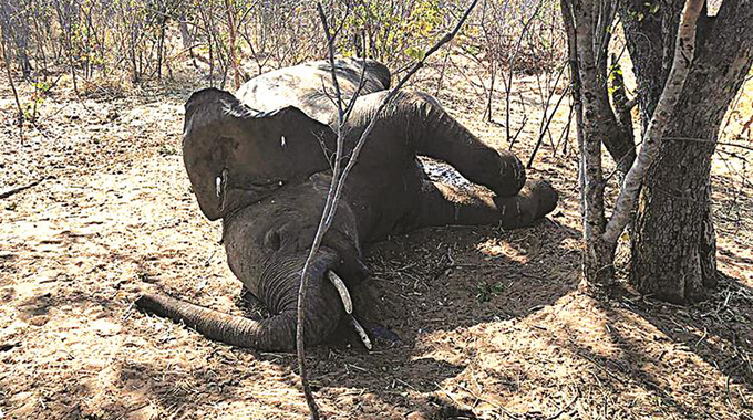 Mysterious jumbo deaths back under international spotlight