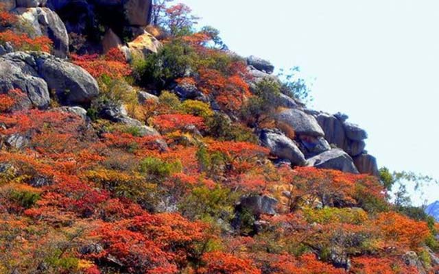 In spring trees shed old leaves for soft fresh ones magnificent with their various colours of red, yellow, green, orange and rustic brown
