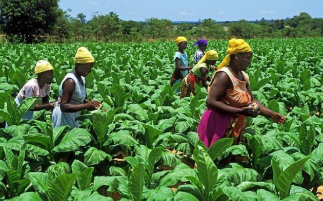 The golden leaf is presently being exported to various countries