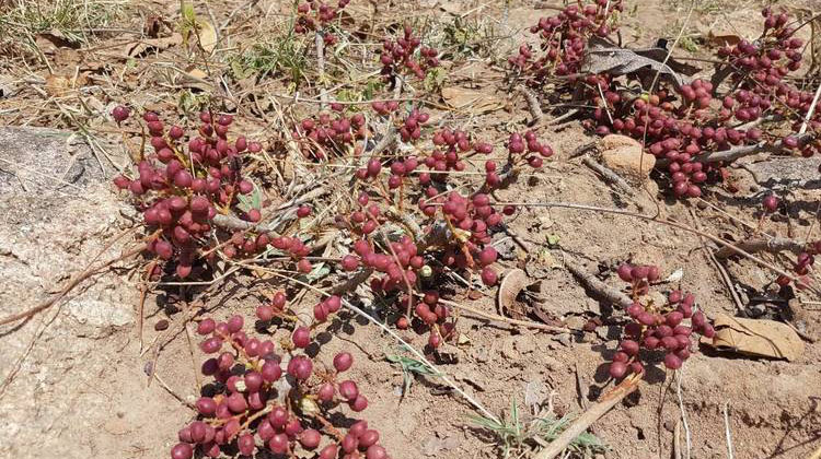 Informal markets aid access to natural food, remedies