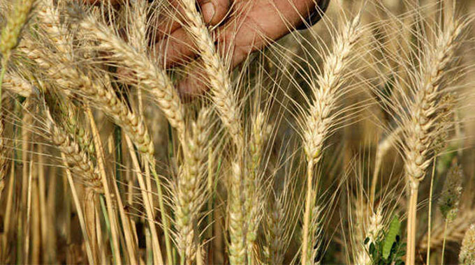 Fungal disease threatens to reduce wheat yields