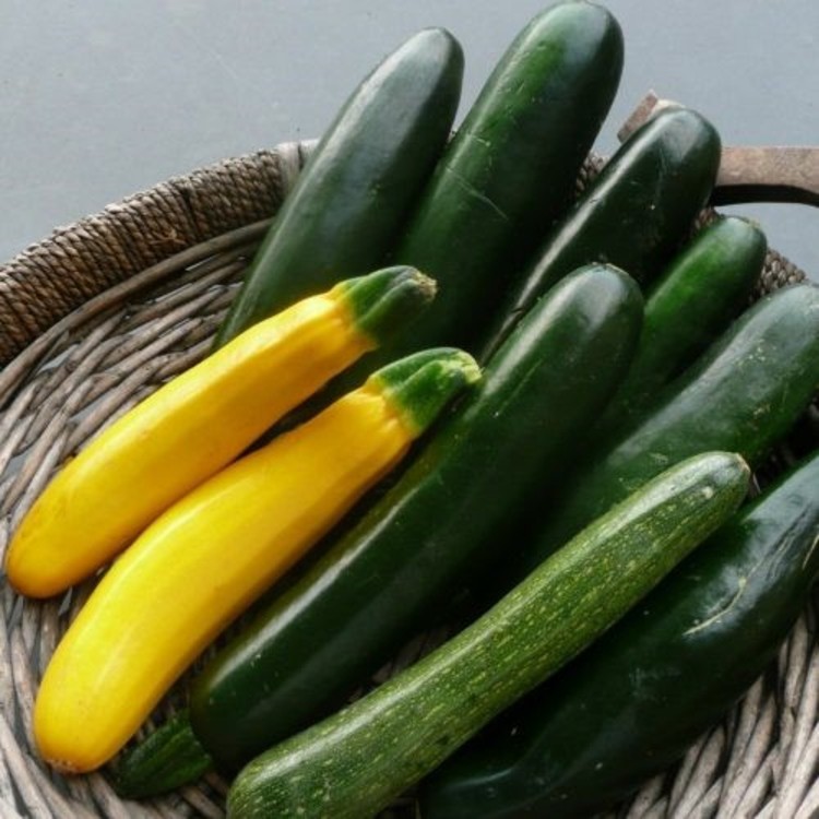 Kurima baby marrow nemazvo