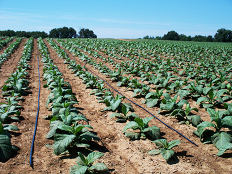 Kohwa pakuru nedrip irrigation