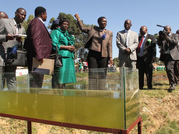 Maticha vowaniswa dzimba