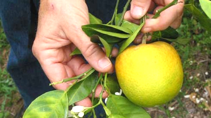 Zim must guard against citrus greening