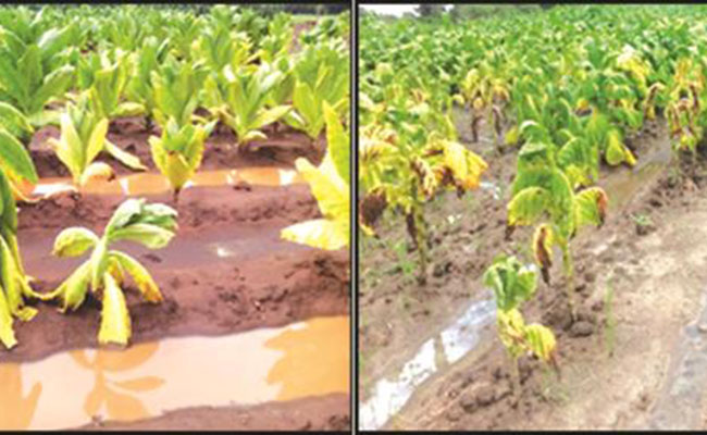 is tobacco water good for plants Managing tobacco crop in overly wet season – herald