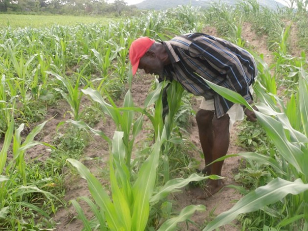 Contract farming gives easy access to inputs by farmers and assured access to commodities by contract companies