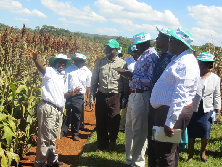 Paramende yorumbidza Seed Co