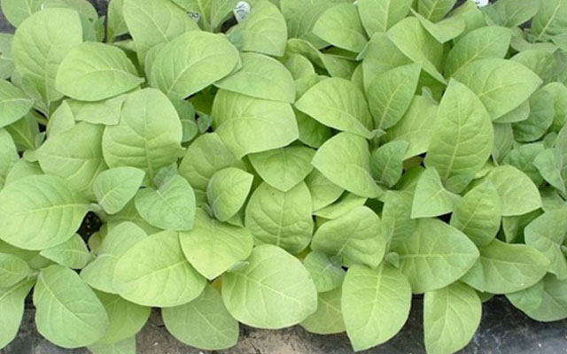 Recommended tobacco transplanting agronomic practices