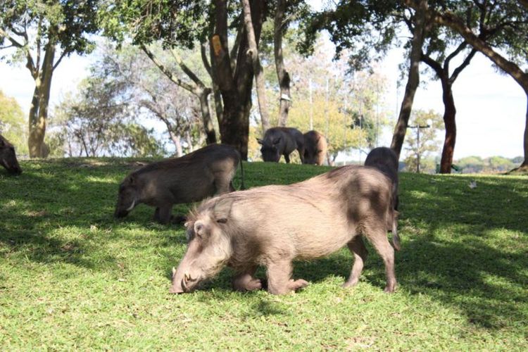 WARTHOGS