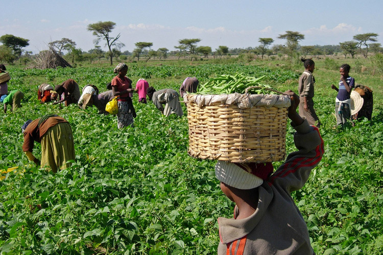 Bhinzi: ‘Nyama yemugadheni’