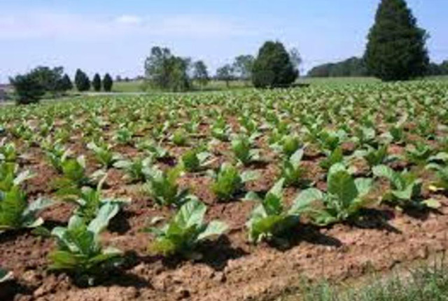 Farmers must heed weather forecasts