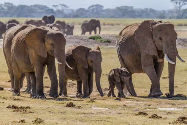 Herd of bush elephants in Amboseli national park, south Kenya