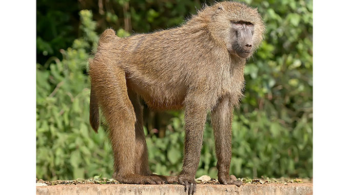Bembera padare: Gudo guru peta musweGudo guru peta muswe