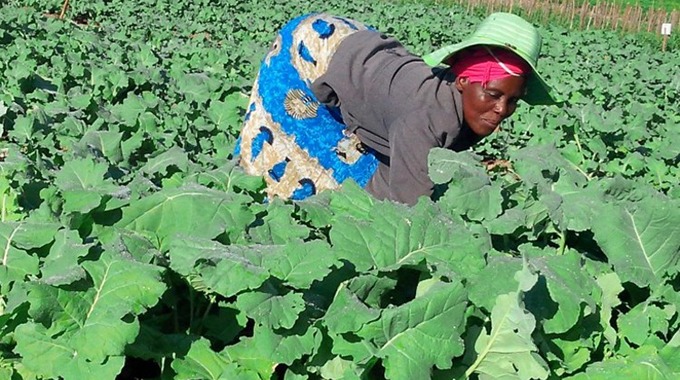 WFP yotsigira vanhukadzi