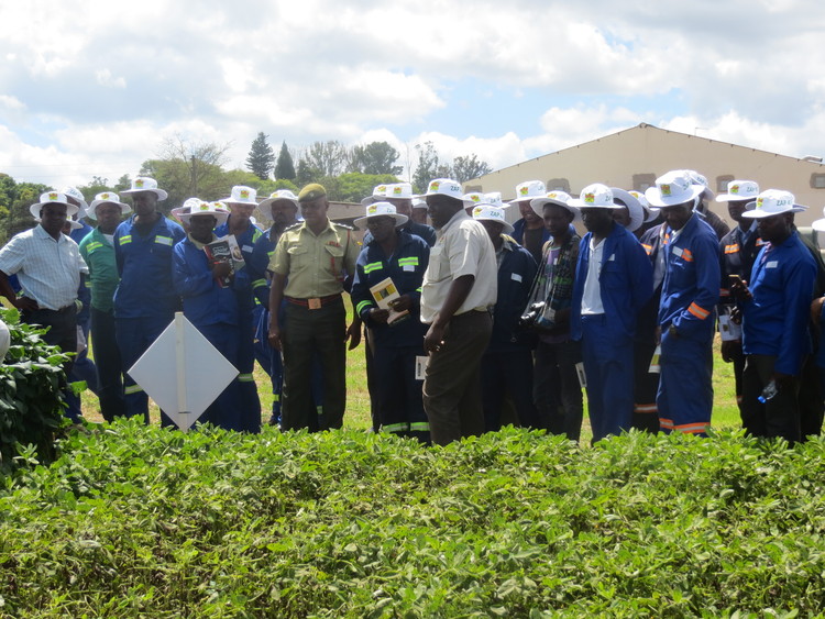 AgriSeeds yakabura mbeu itsva