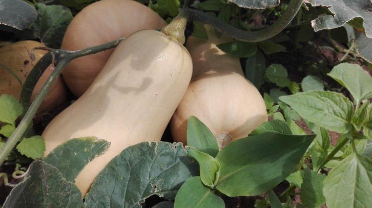 Ita mari nemabutternut