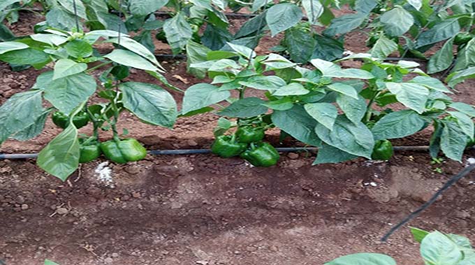 Kurima sweet peppers