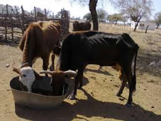 Abattoir provides smart drought mitigation solutions