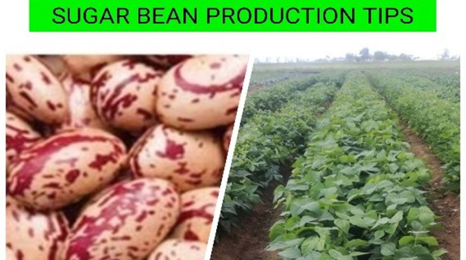 Kurima sugar beans nemazvo