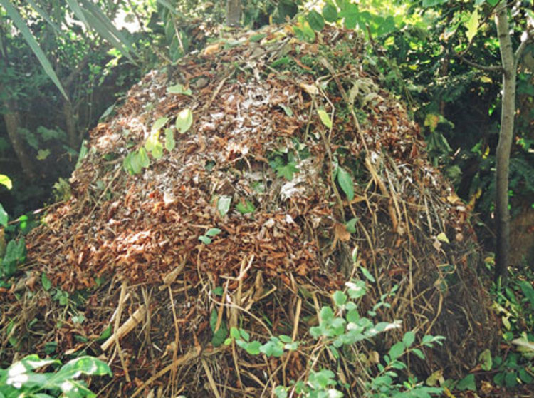 ‘Gadzirai macompost’