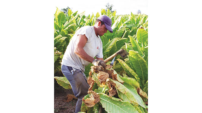 Goromonzi farmers scoop prizes