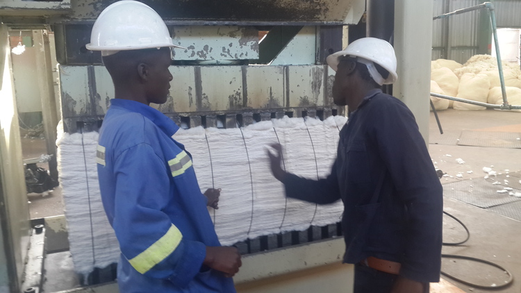 Cottco workers tie cotton lint at Muzarabani Ginnery last week