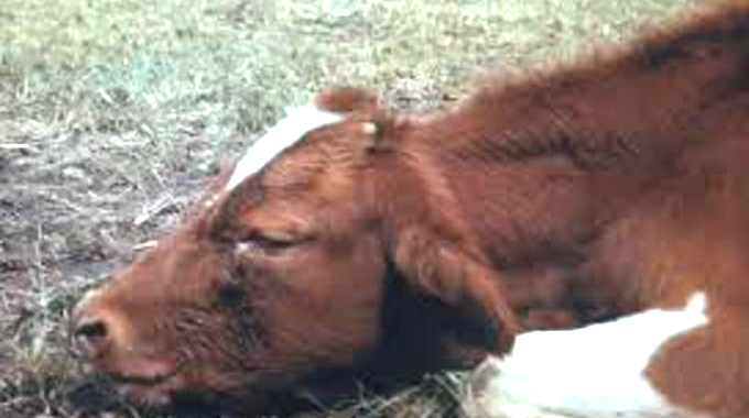 January Disease: Farmers must remain alert
