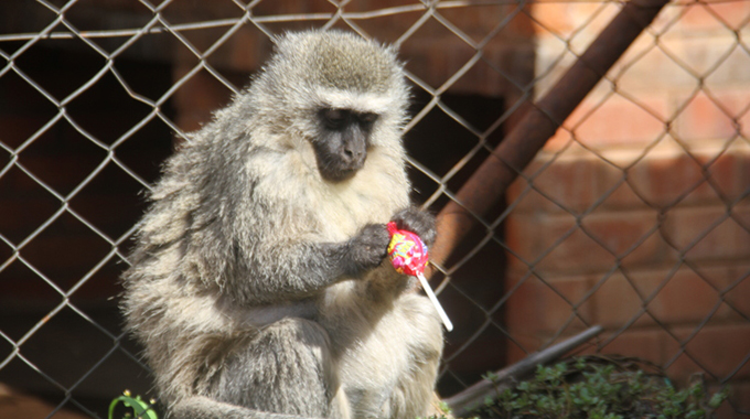 Harare Garden’s unusual resident