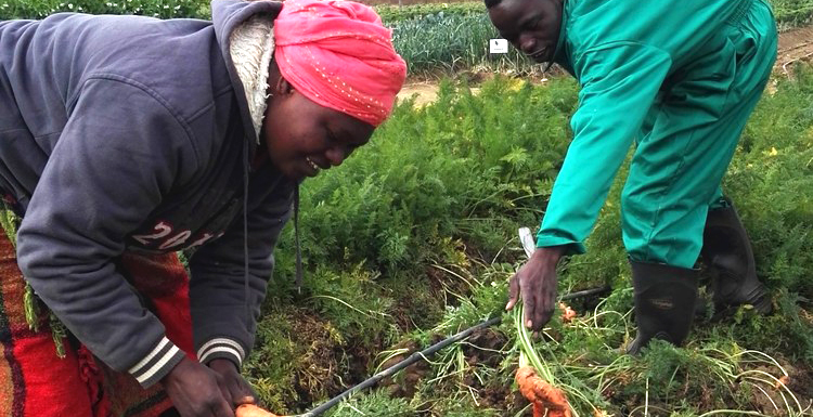Carrot inozvitengesa yoga