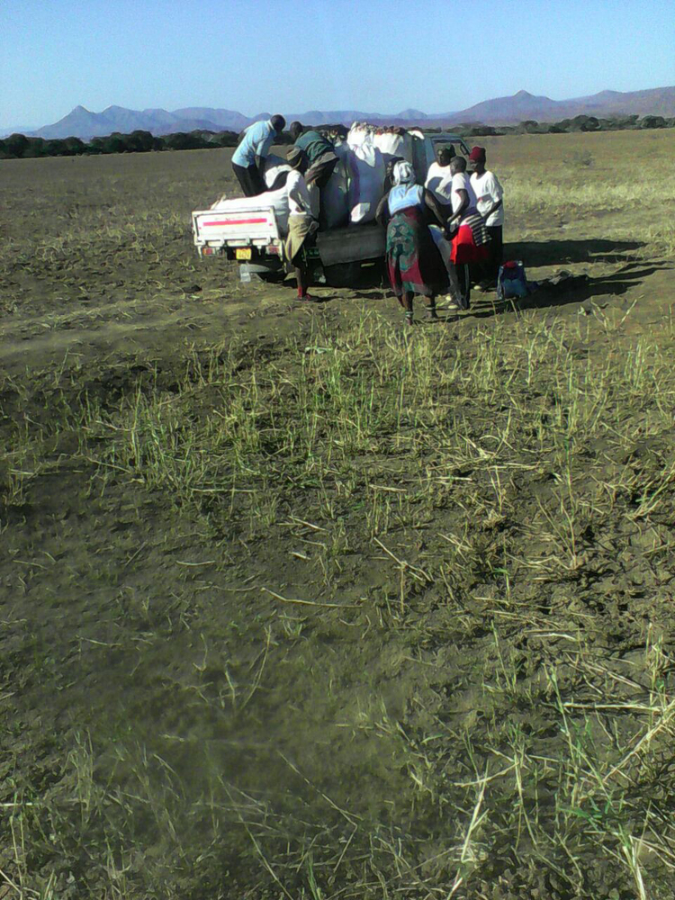 Middle Sabi farmer strikes winter maize gold