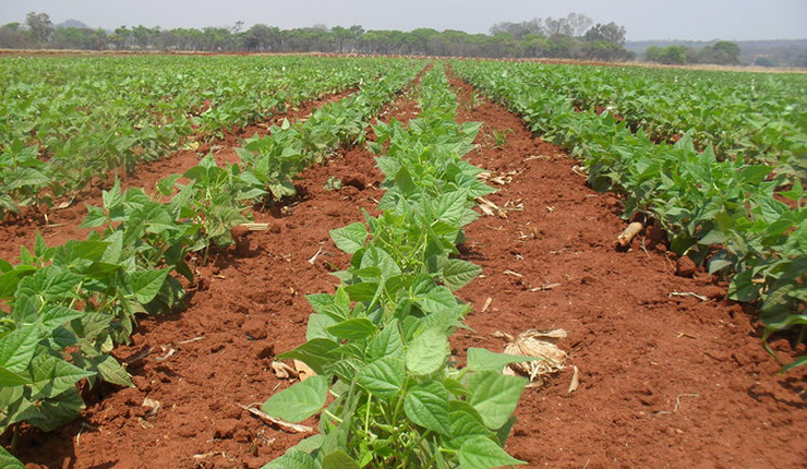 Kurima sugar beans