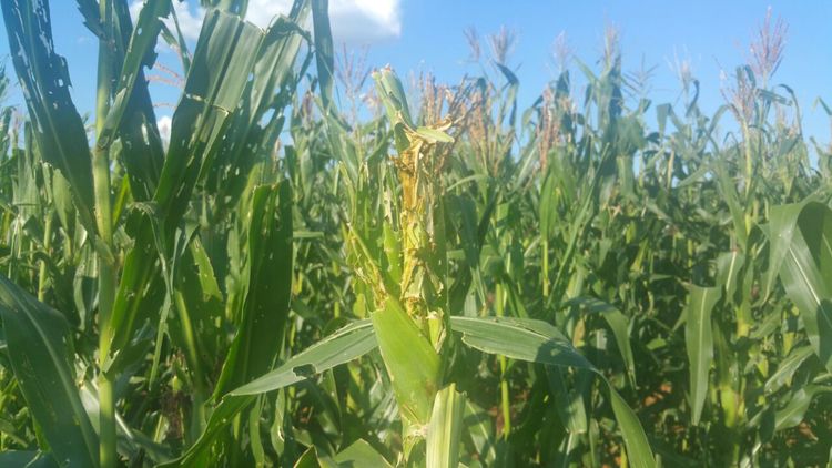Farmers battle fall armyworm