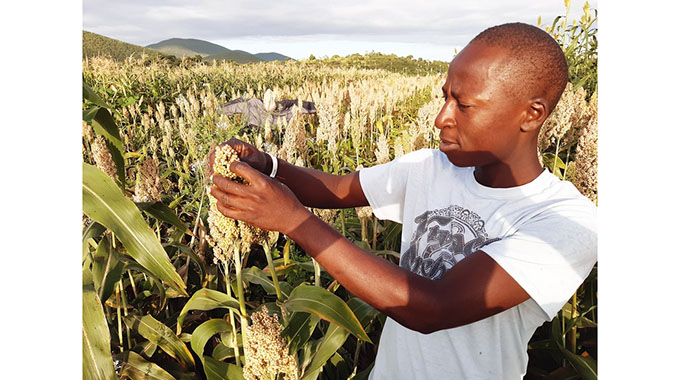 Trust eyes 5 000ha for winter maize project