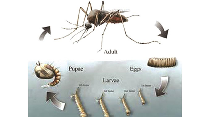 Malaria kills 6 in B/bridge, Gwanda