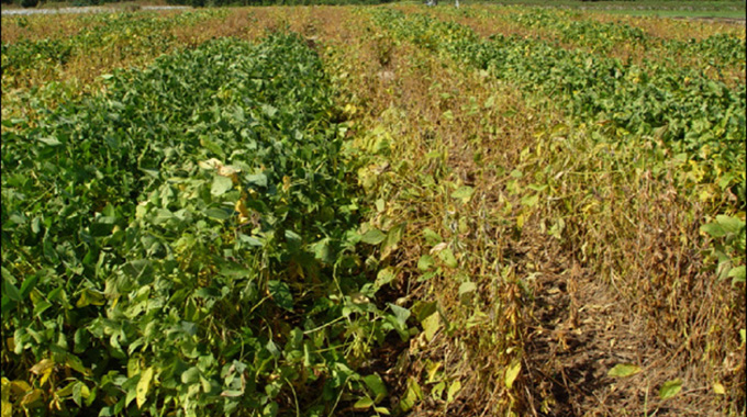 CBZ funds soyabean production