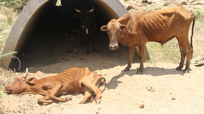 30 000 cattle lost to diseases, drought