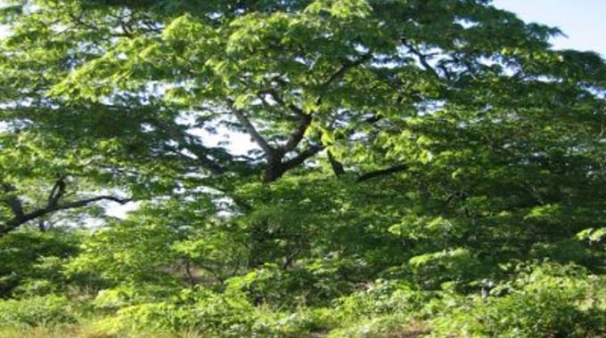Forest regulations, laws and statutory instruments in Zim