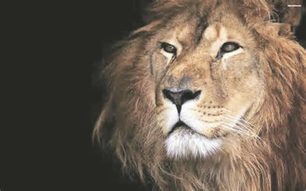 Someone whose totem is the Shumba doesn’t have to feel superior to one whose totem is the African Fish Eagle or Hungwe